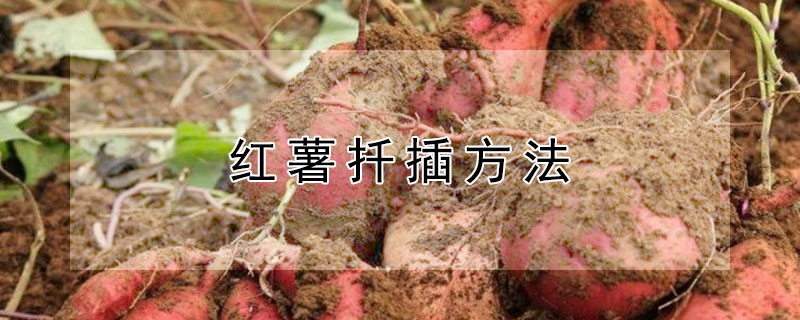红薯扦插方法
