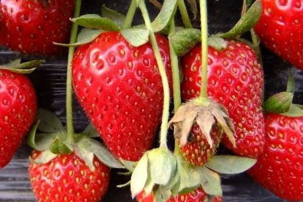 草莓一年四季都结果吗