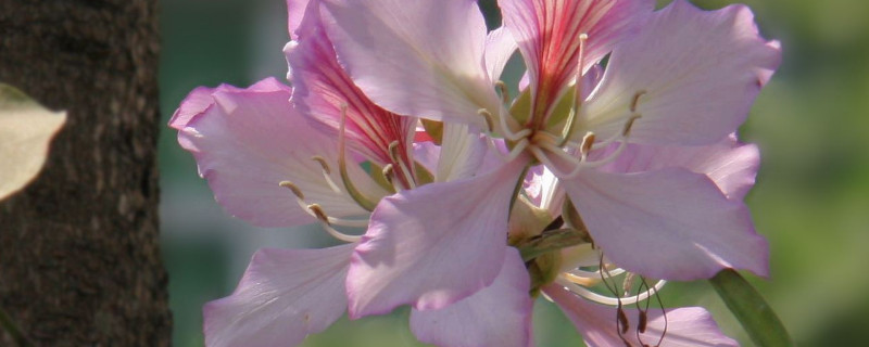 紫荆花扦插几年开花