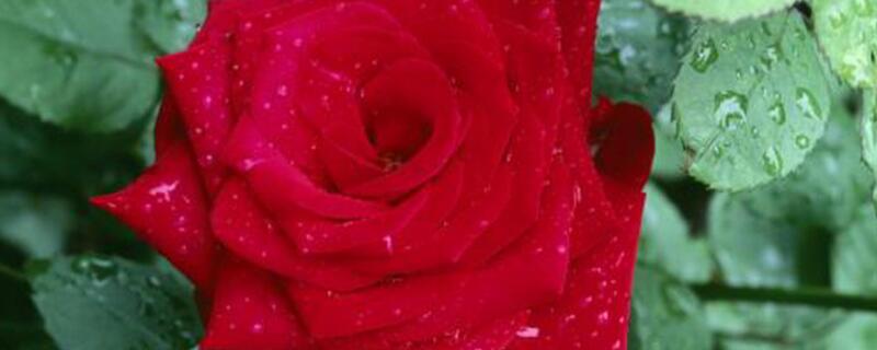 红玫瑰花代表什么意思
