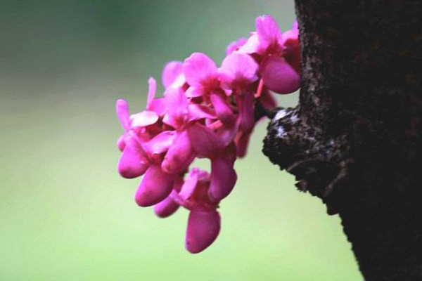 紫荆花树什么季节开花