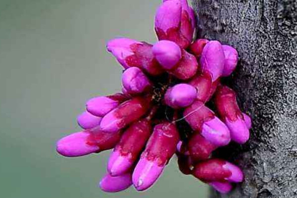 紫荆花树什么季节开花